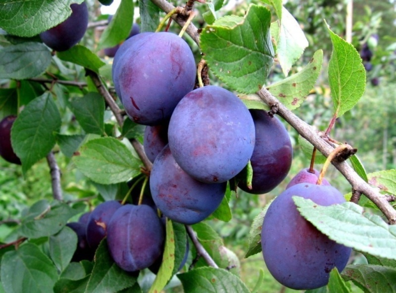 Почему осыпаются завязи и плоды на яблоне, сливе, вишне и других деревьях